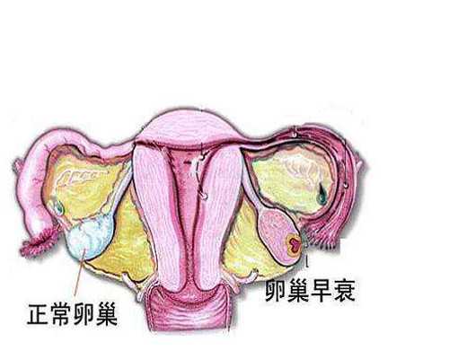 辅助生殖技术：北京知名助孕机构与试管婴儿流程全解析