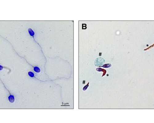 北京地区权威试管助孕机构推荐与辅助生殖服务解析
